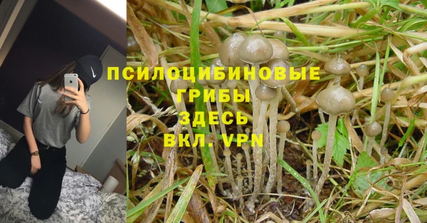 стафф Алексин